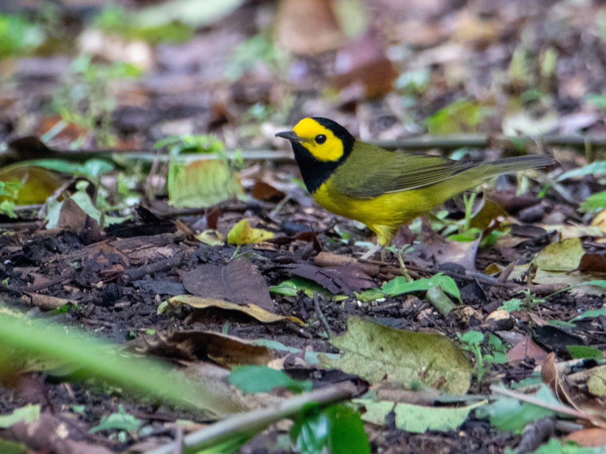 Hooded Warbler - ML627661310