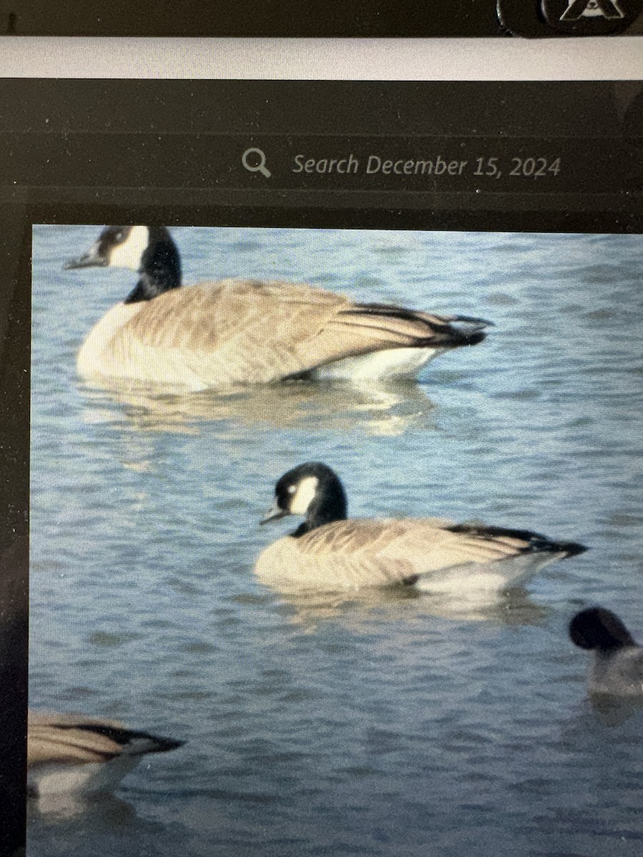 Cackling/Canada Goose - ML627661360