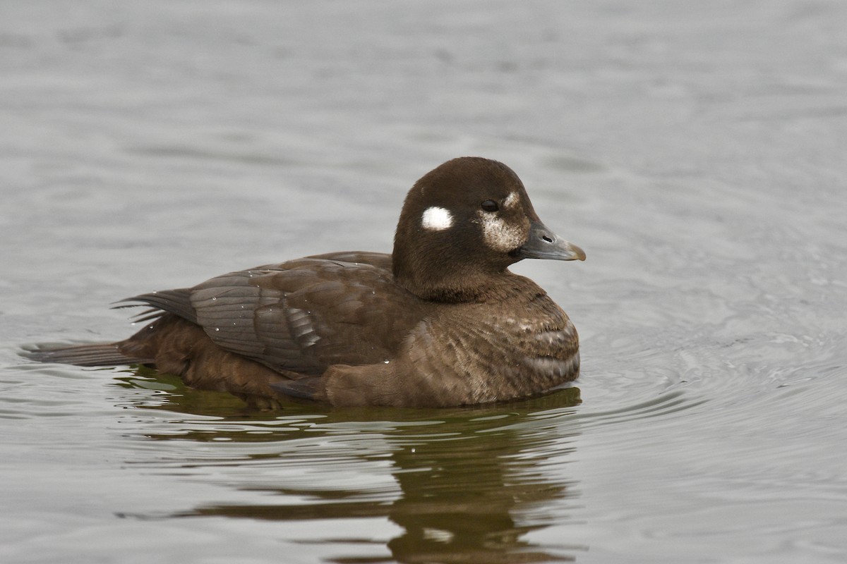 Harlequin Duck - ML627661369