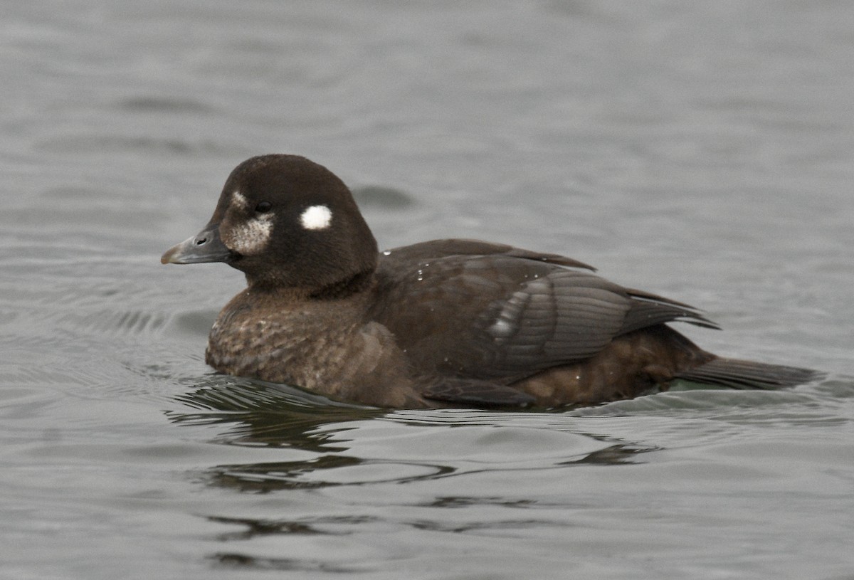 Harlequin Duck - ML627661373