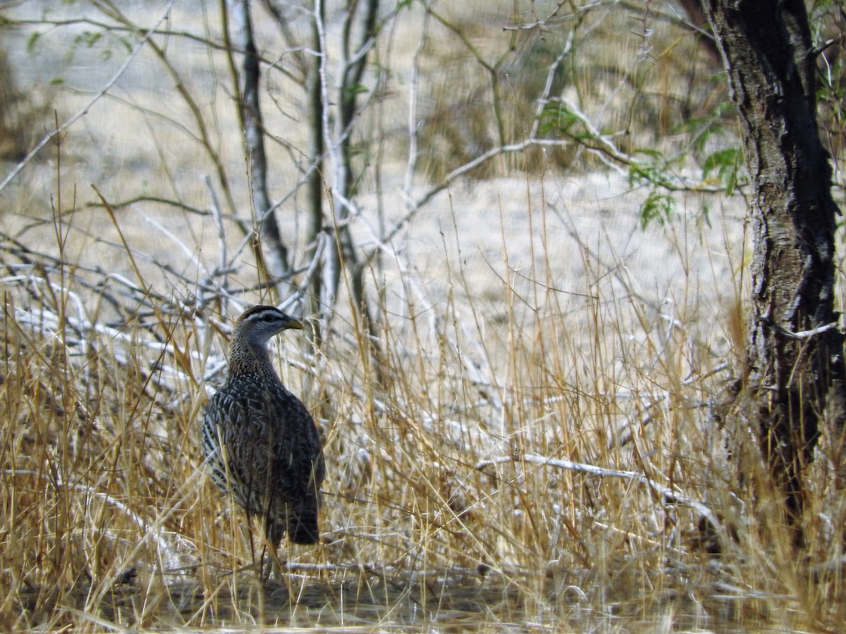 Double-spurred Spurfowl - ML627661440