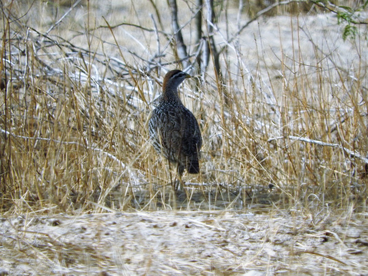 Double-spurred Spurfowl - ML627661441