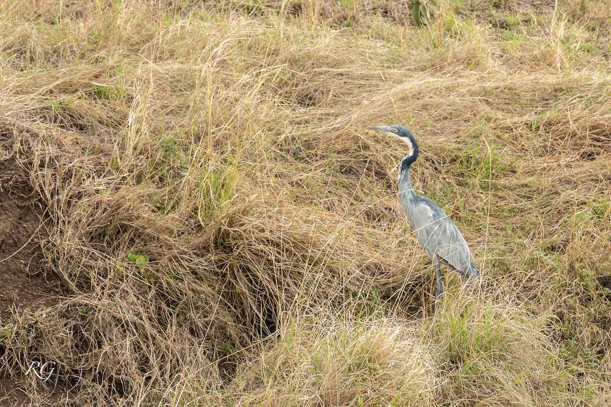 volavka africká - ML627661468