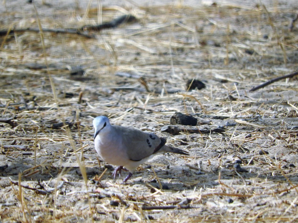 Black-billed Wood-Dove - ML627661481