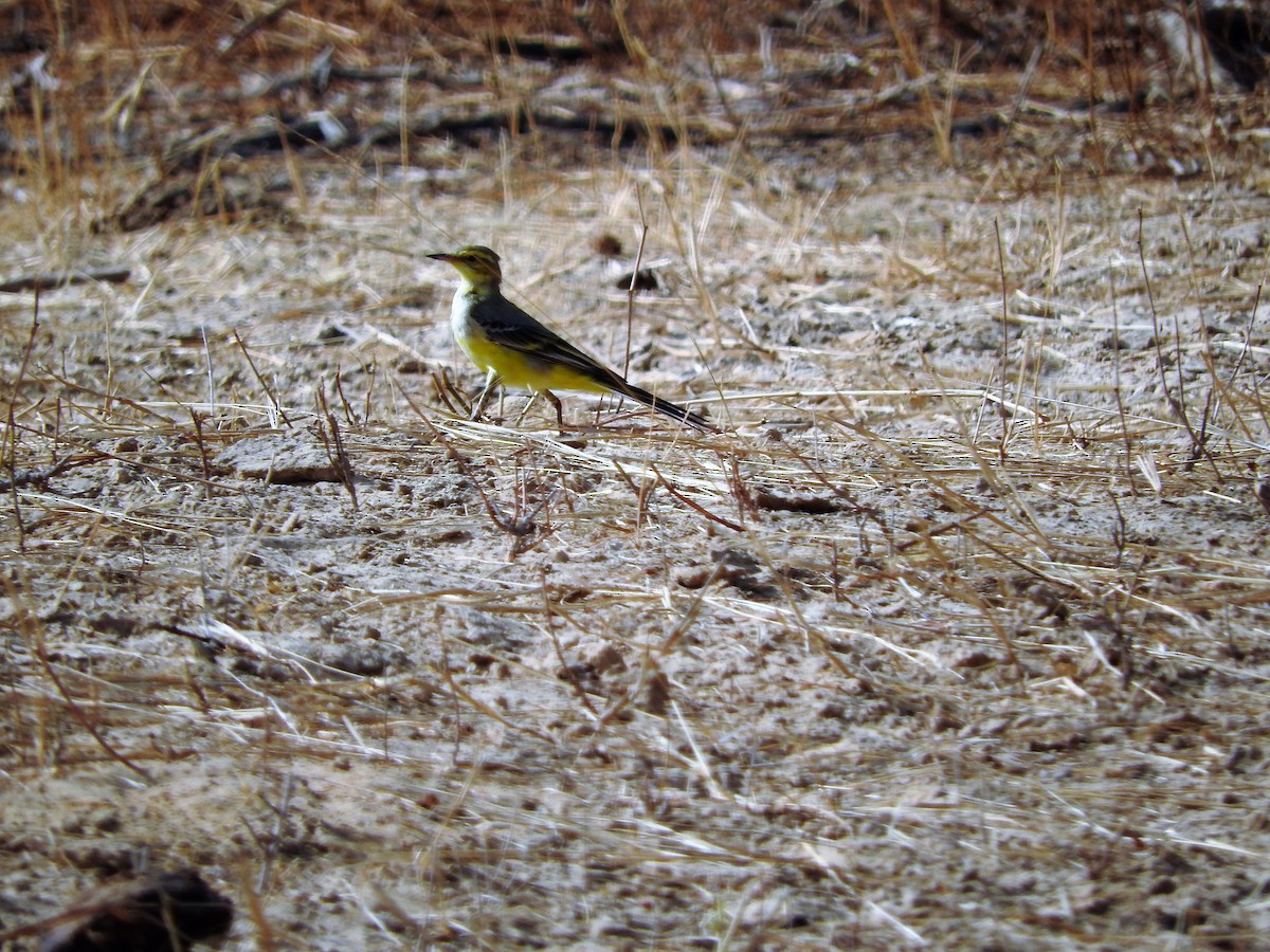 Western Yellow Wagtail - ML627661493