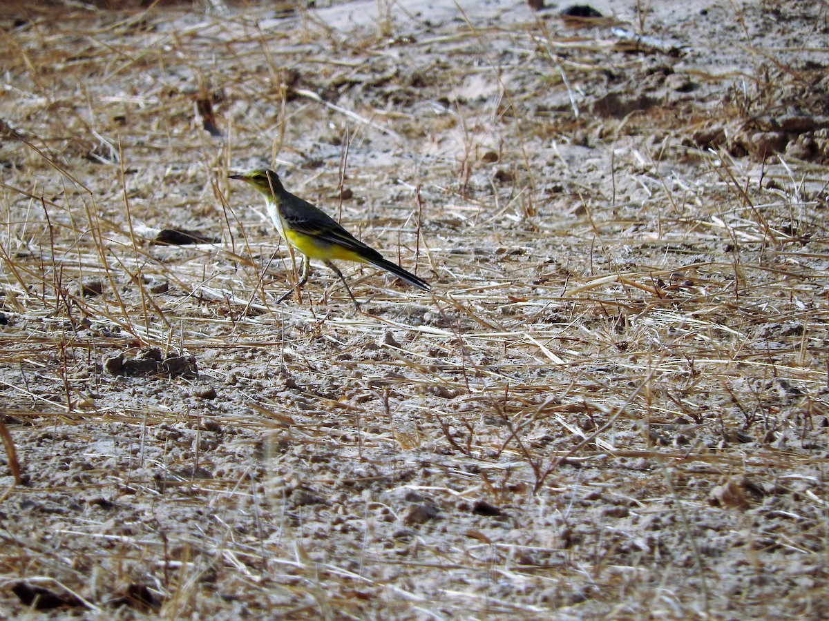 Western Yellow Wagtail - ML627661494