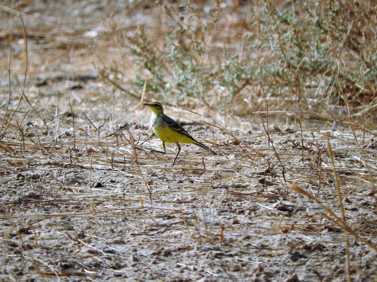 Western Yellow Wagtail - ML627661499