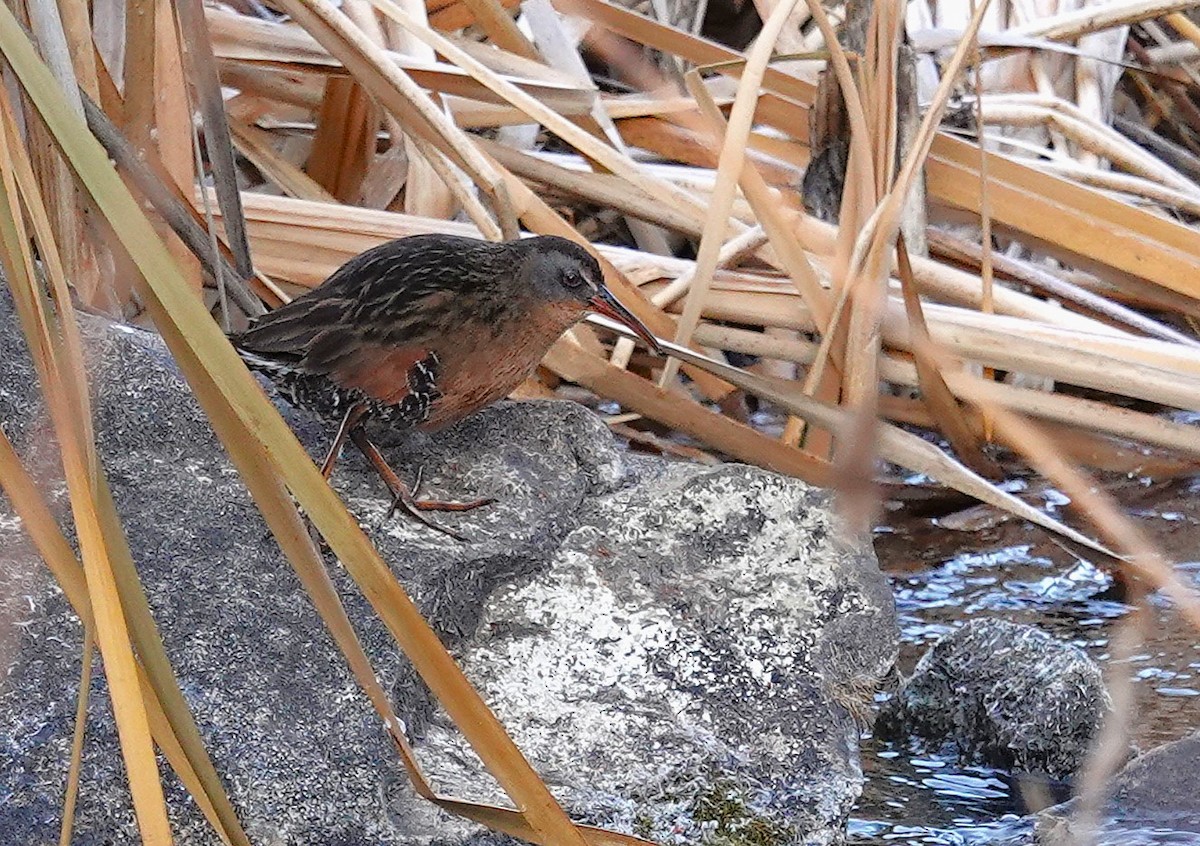 Virginia Rail - ML627661526