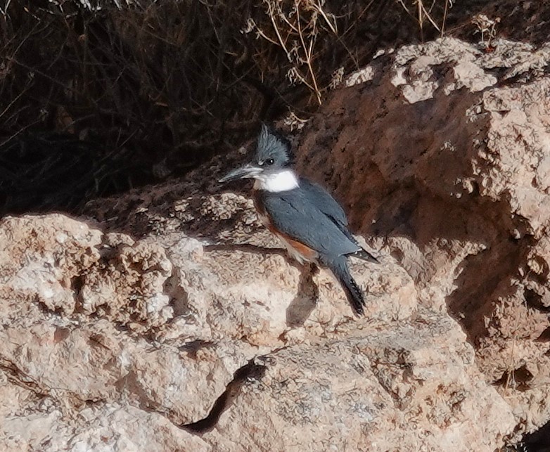 Belted Kingfisher - ML627661547