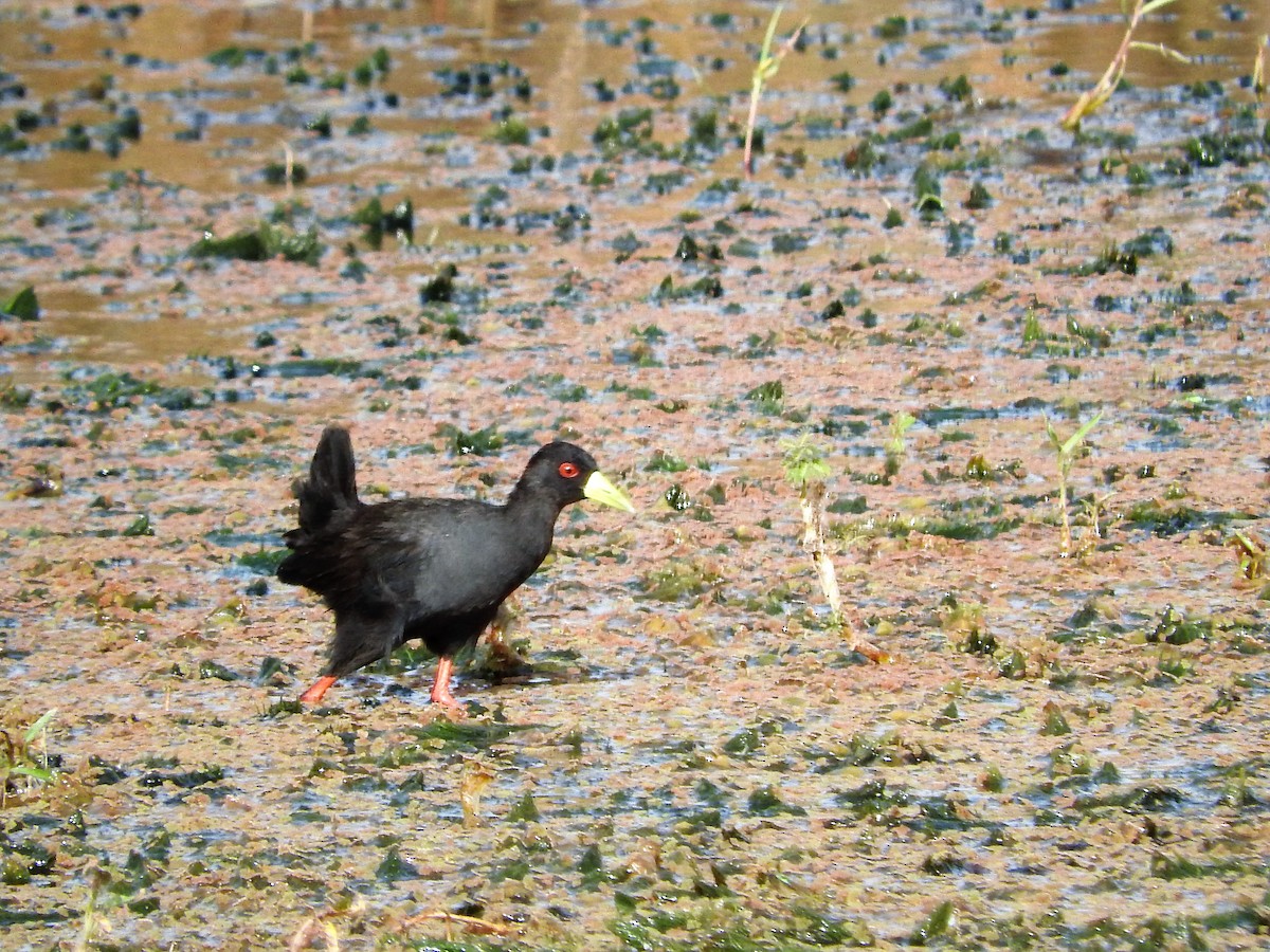 Black Crake - ML627661554