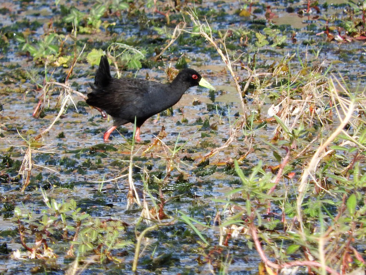 Black Crake - ML627661555