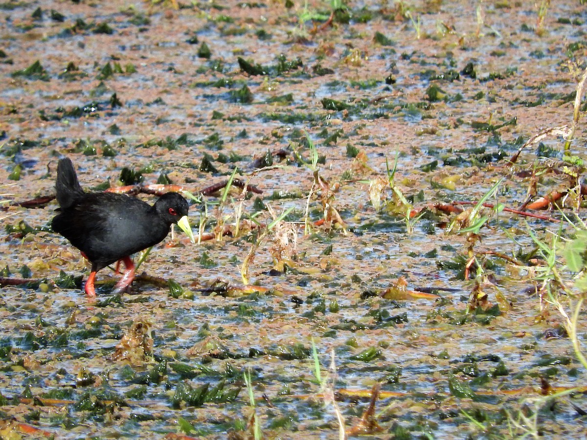 Black Crake - ML627661556