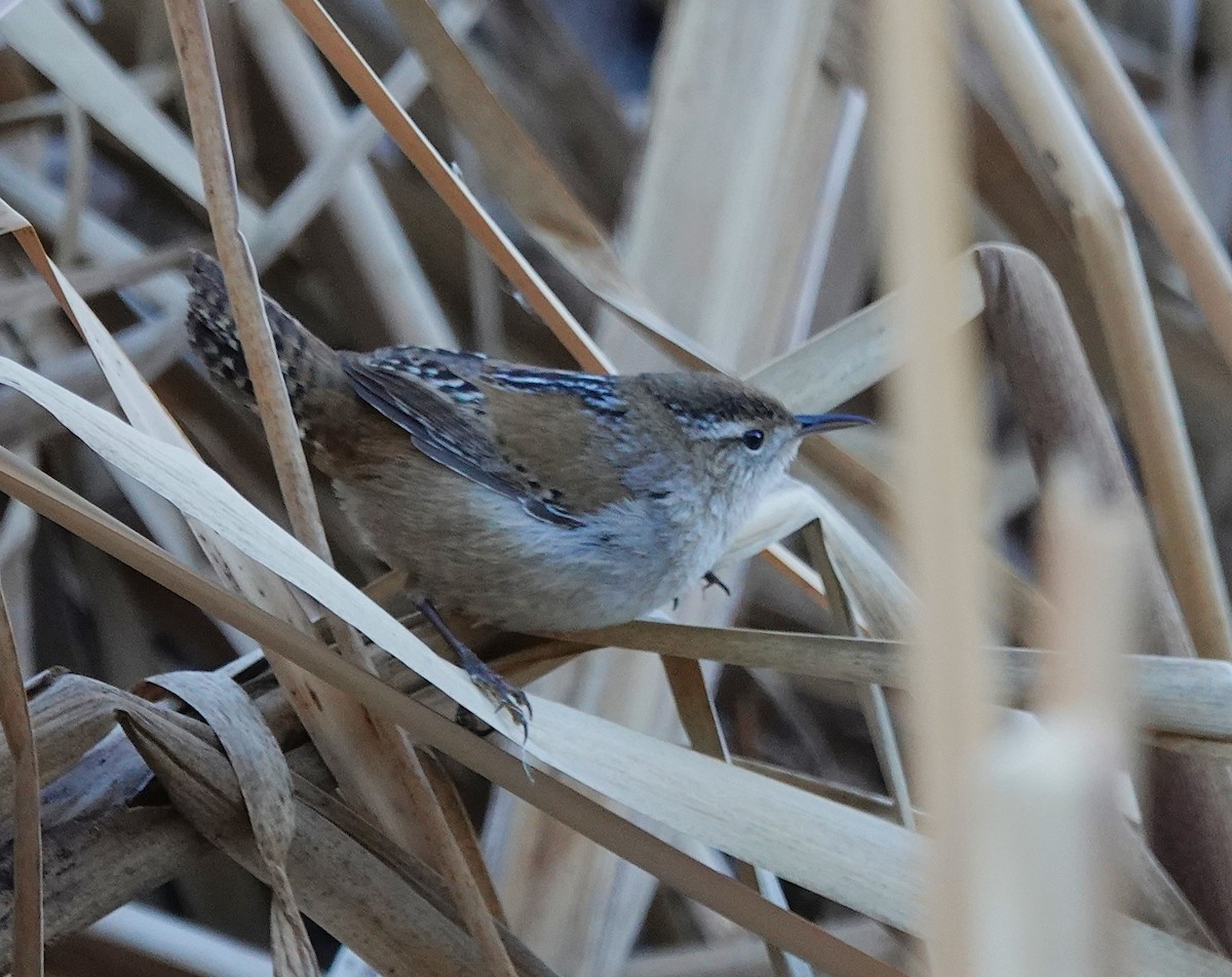 Marsh Wren - ML627661564