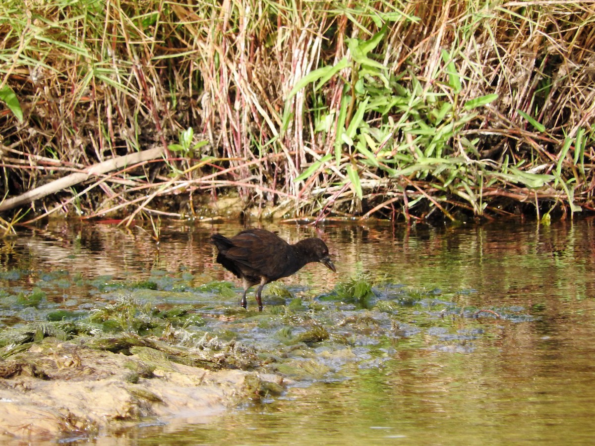 Black Crake - ML627661582