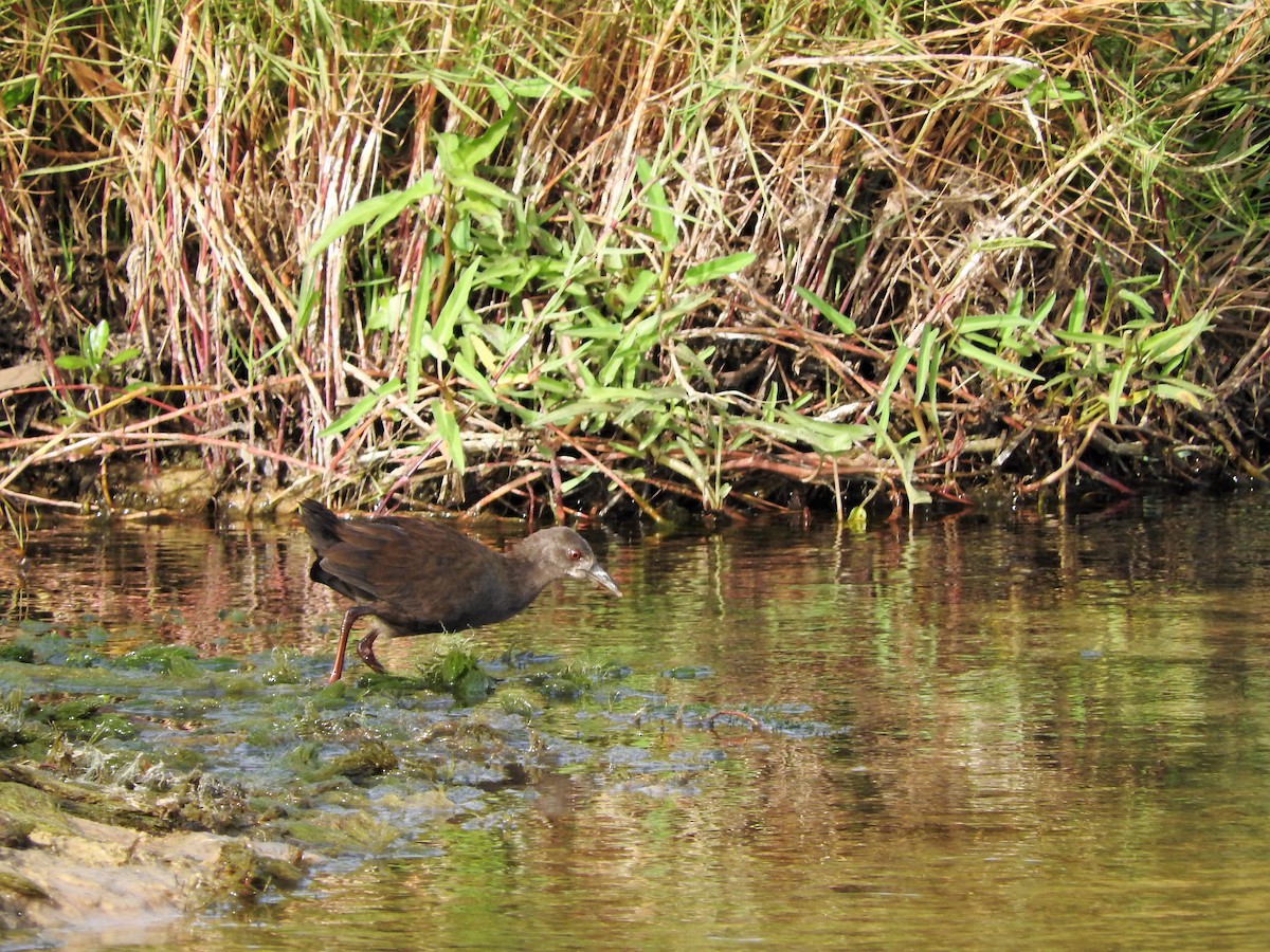 Black Crake - ML627661583