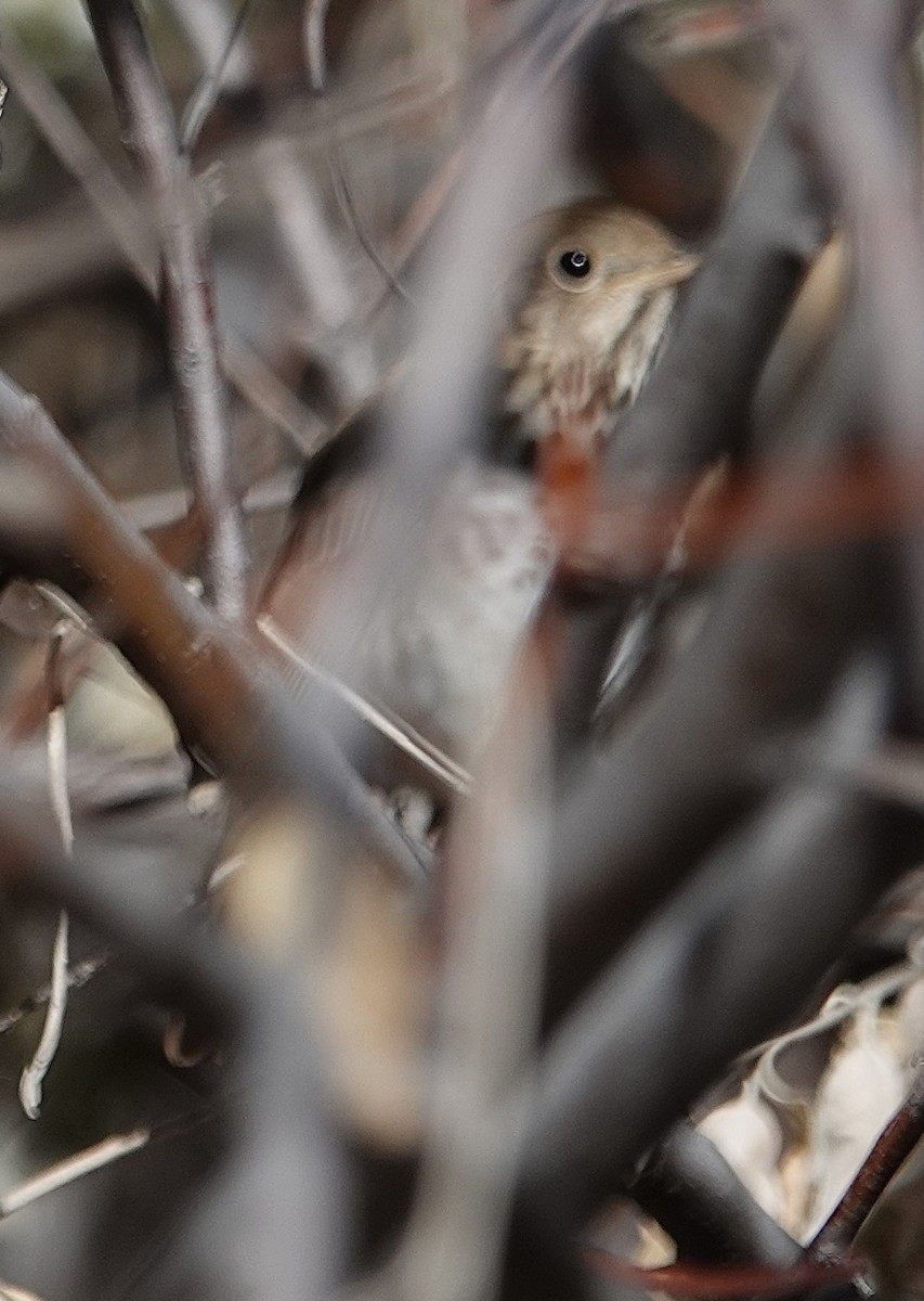 Hermit Thrush - ML627661589
