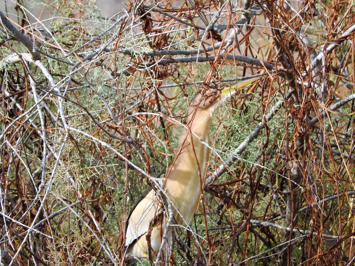 Little Bittern - ML627661594