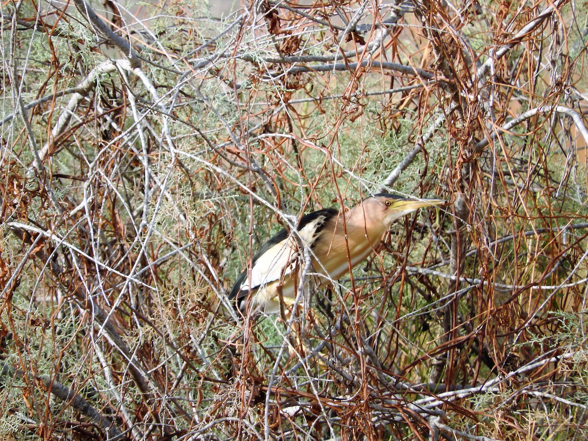 Little Bittern - ML627661595