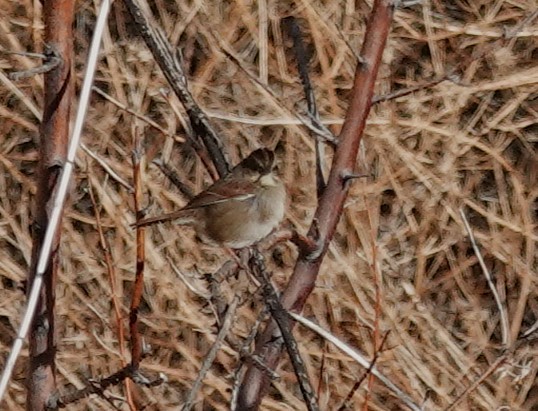 Swamp Sparrow - ML627661596