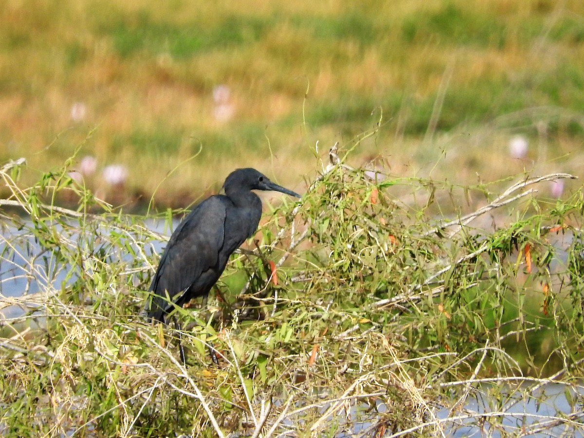 Black Heron - ML627661601