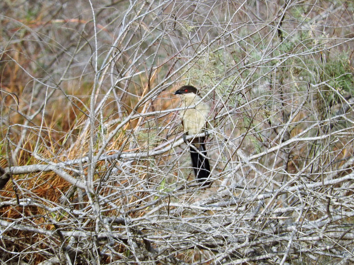 Senegal Coucal - ML627661606