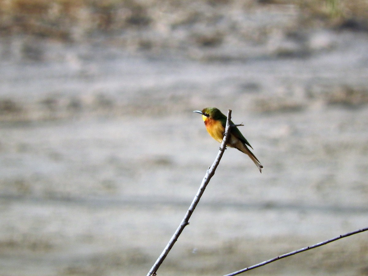 Little Bee-eater - ML627661613