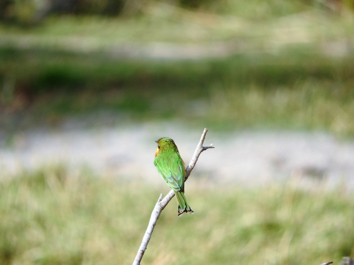 Little Bee-eater - ML627661614