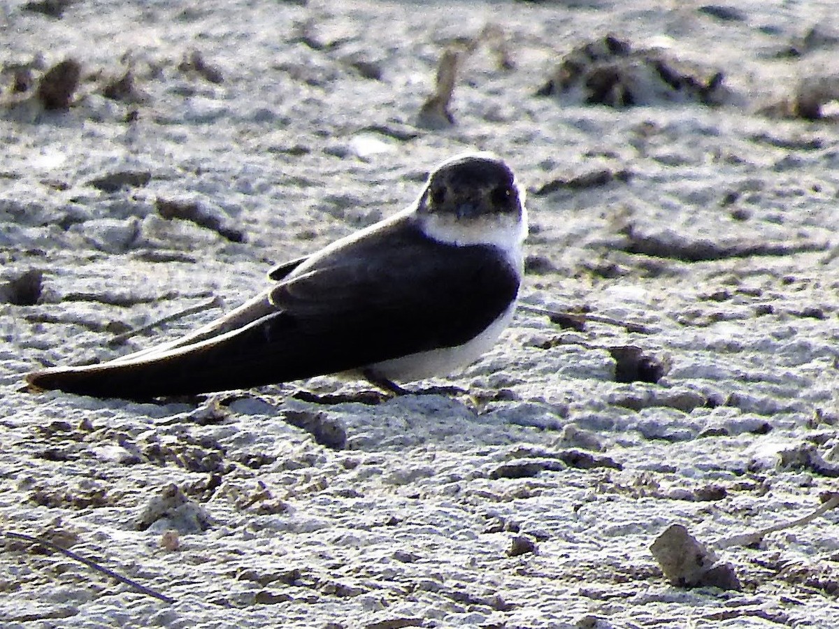 Bank Swallow - ML627661627