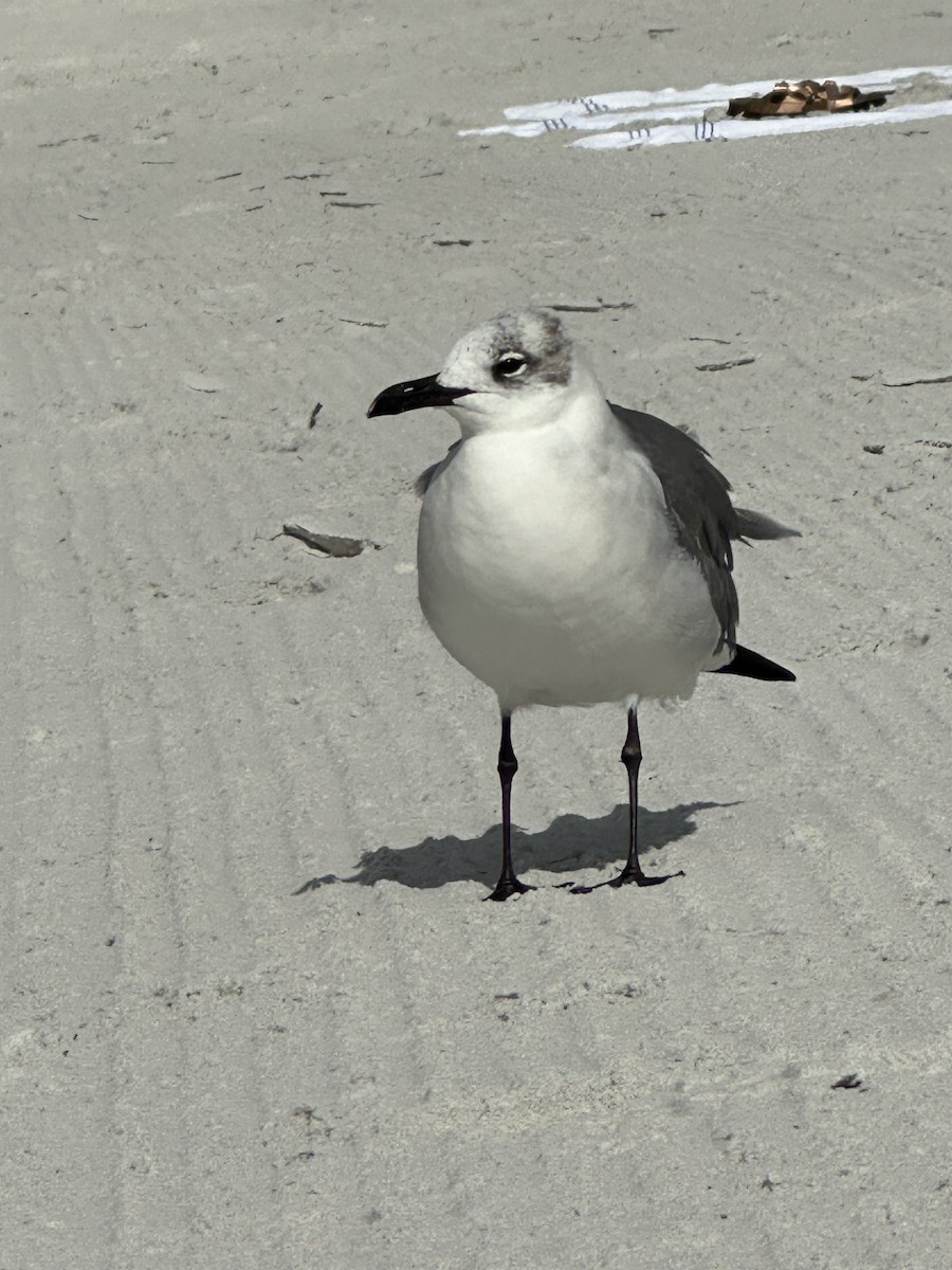 racek karibský - ML627661675