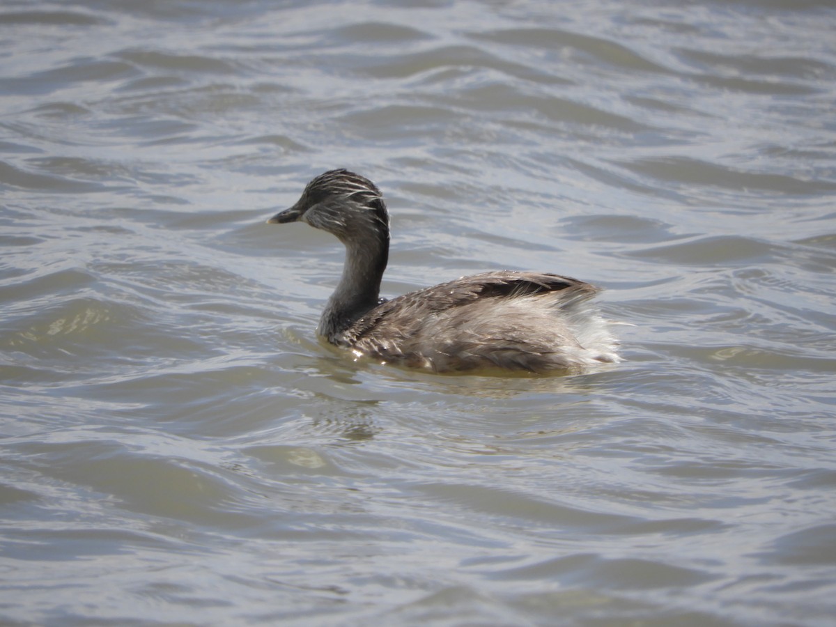 Hoary-headed Grebe - ML627661832