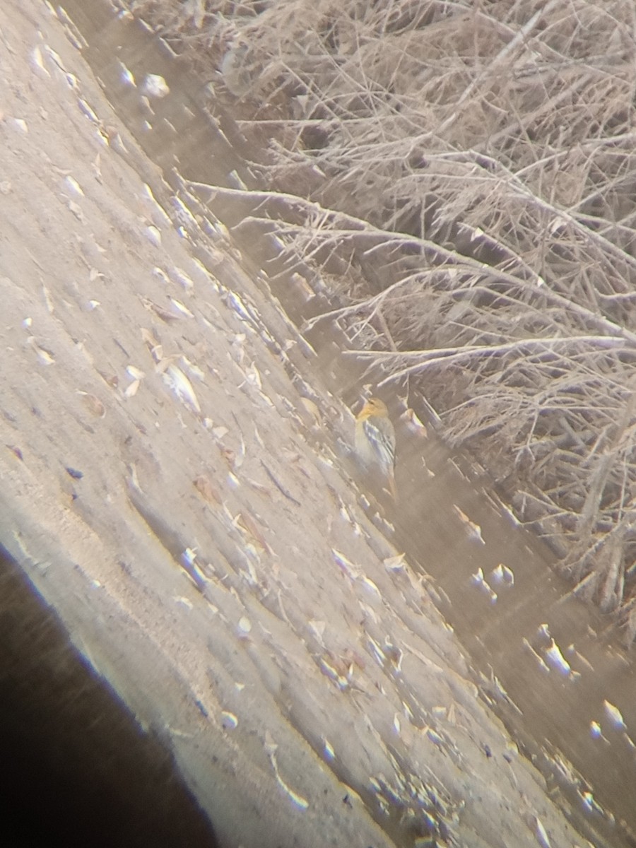 Bullock's Oriole - ML627661907