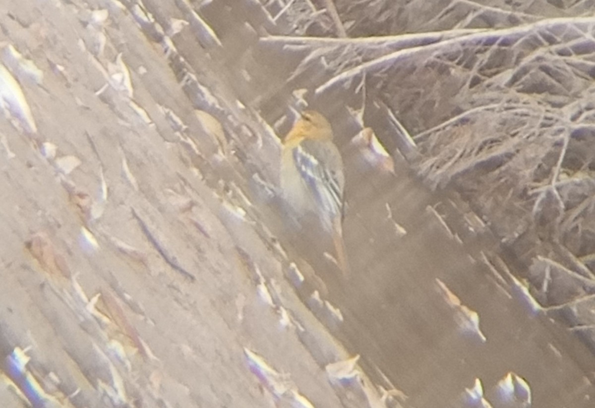 Bullock's Oriole - ML627662051