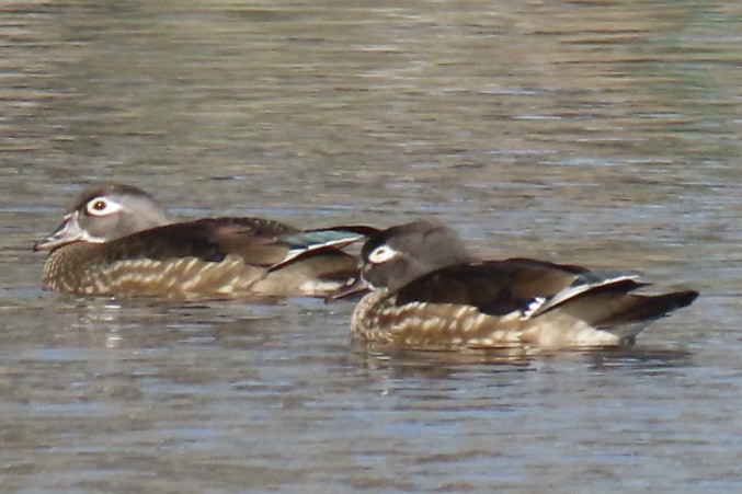 Wood Duck - ML627662110