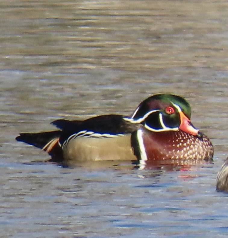 Wood Duck - ML627662111