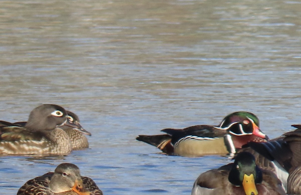 Wood Duck - ML627662112