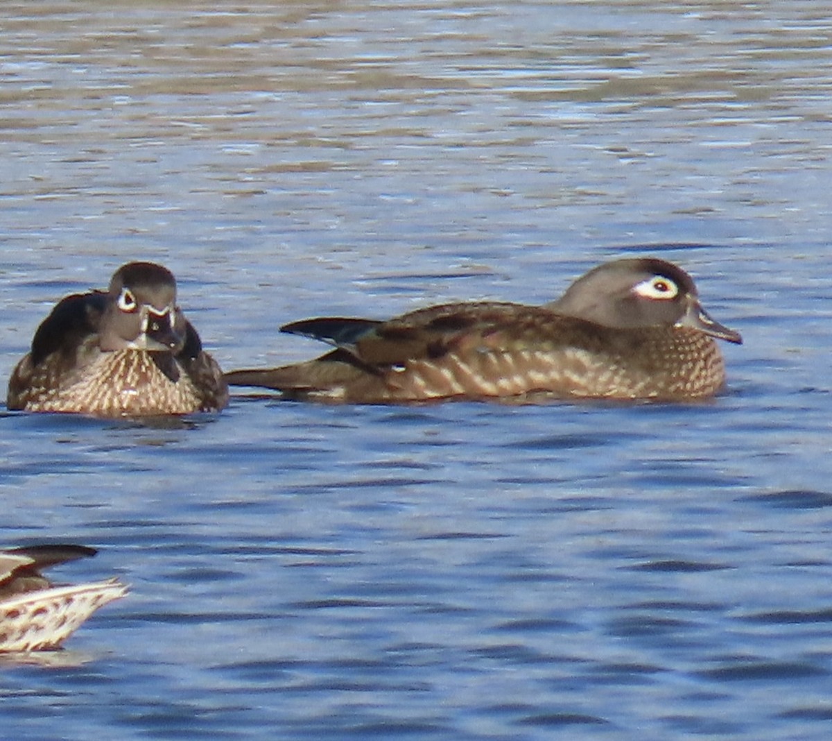 Wood Duck - ML627662113