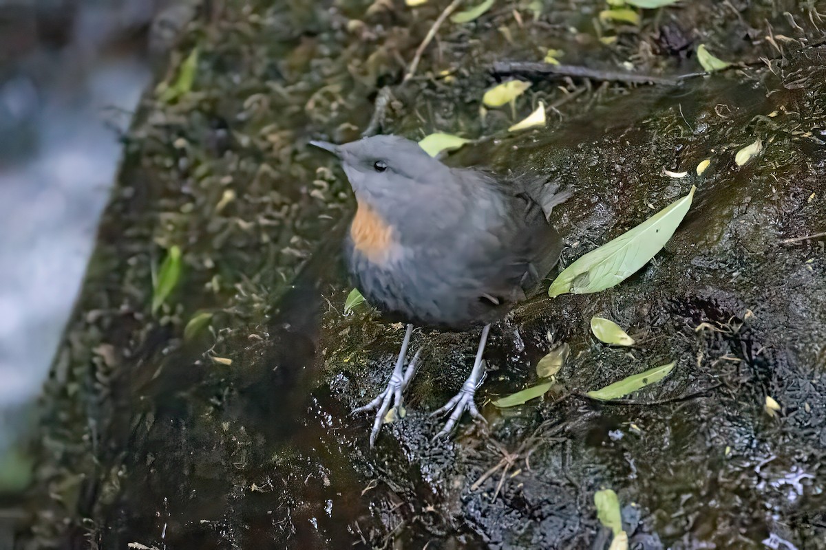 Rufous-throated Dipper - ML627662184