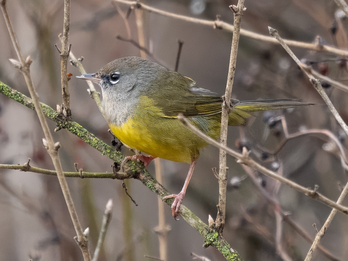 MacGillivray's Warbler - ML627662255