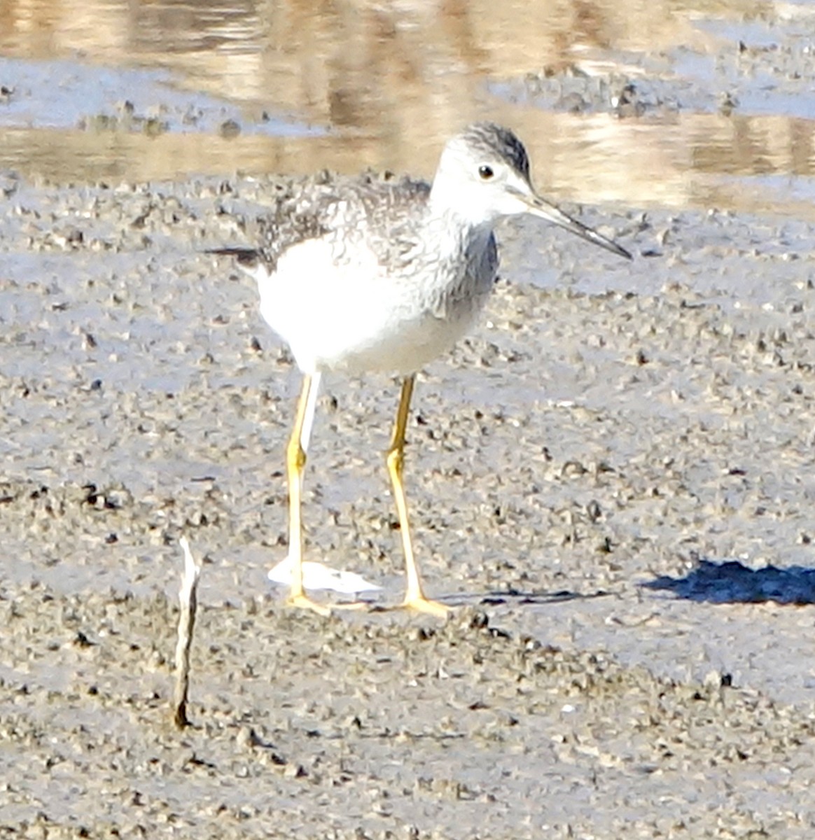 Lesser/Greater Yellowlegs - ML627662330