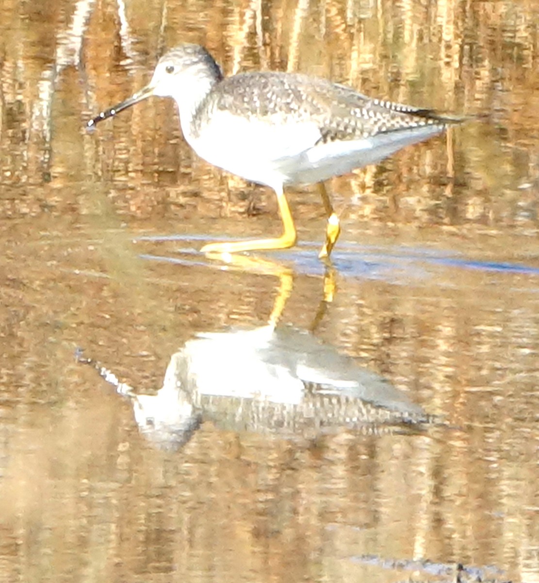 Lesser/Greater Yellowlegs - ML627662331