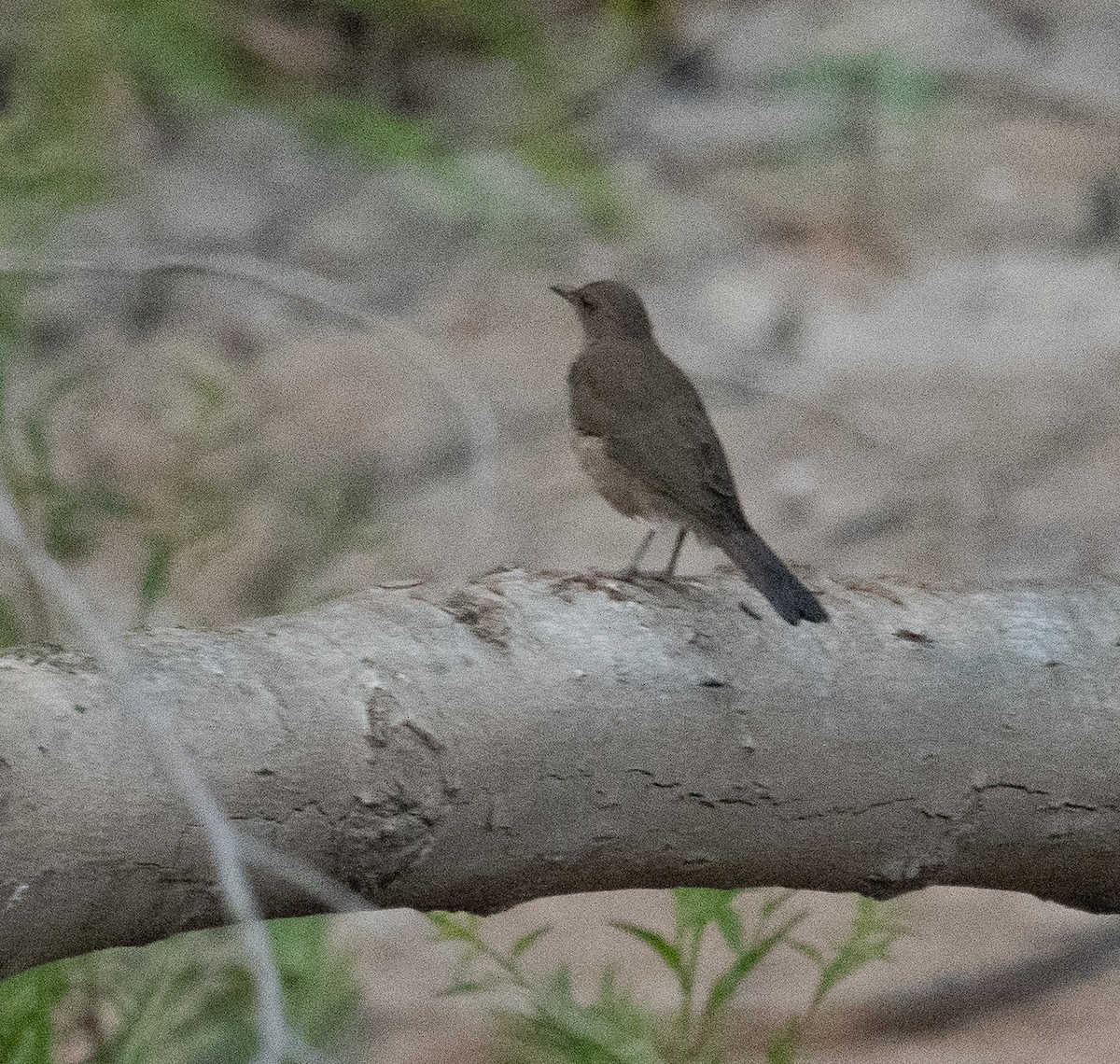 Black-billed Thrush - ML627662334