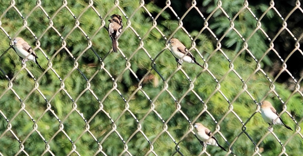 African Silverbill - ML627662444