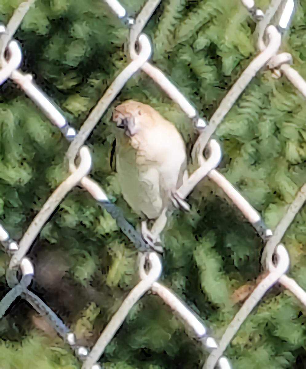 African Silverbill - ML627662445