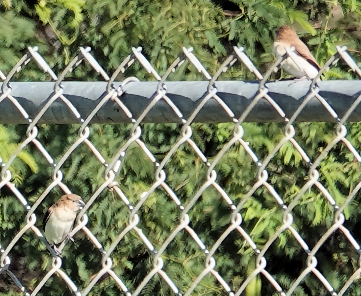 African Silverbill - ML627662446