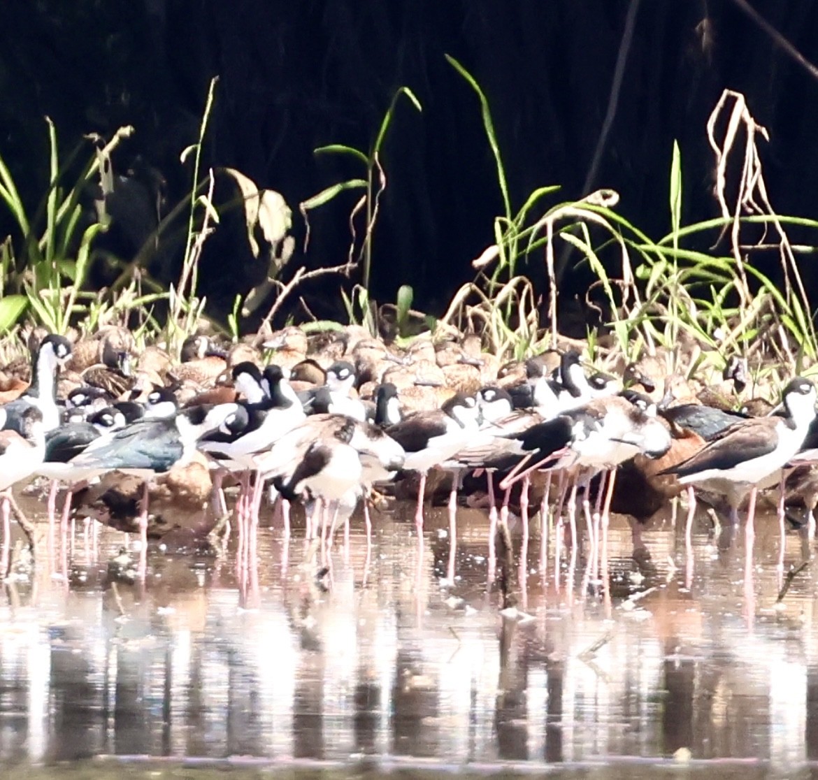 Black-necked Stilt - ML627662564