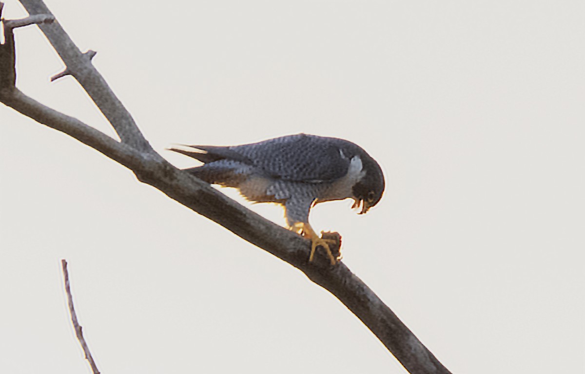 בז נודד - ML627662681