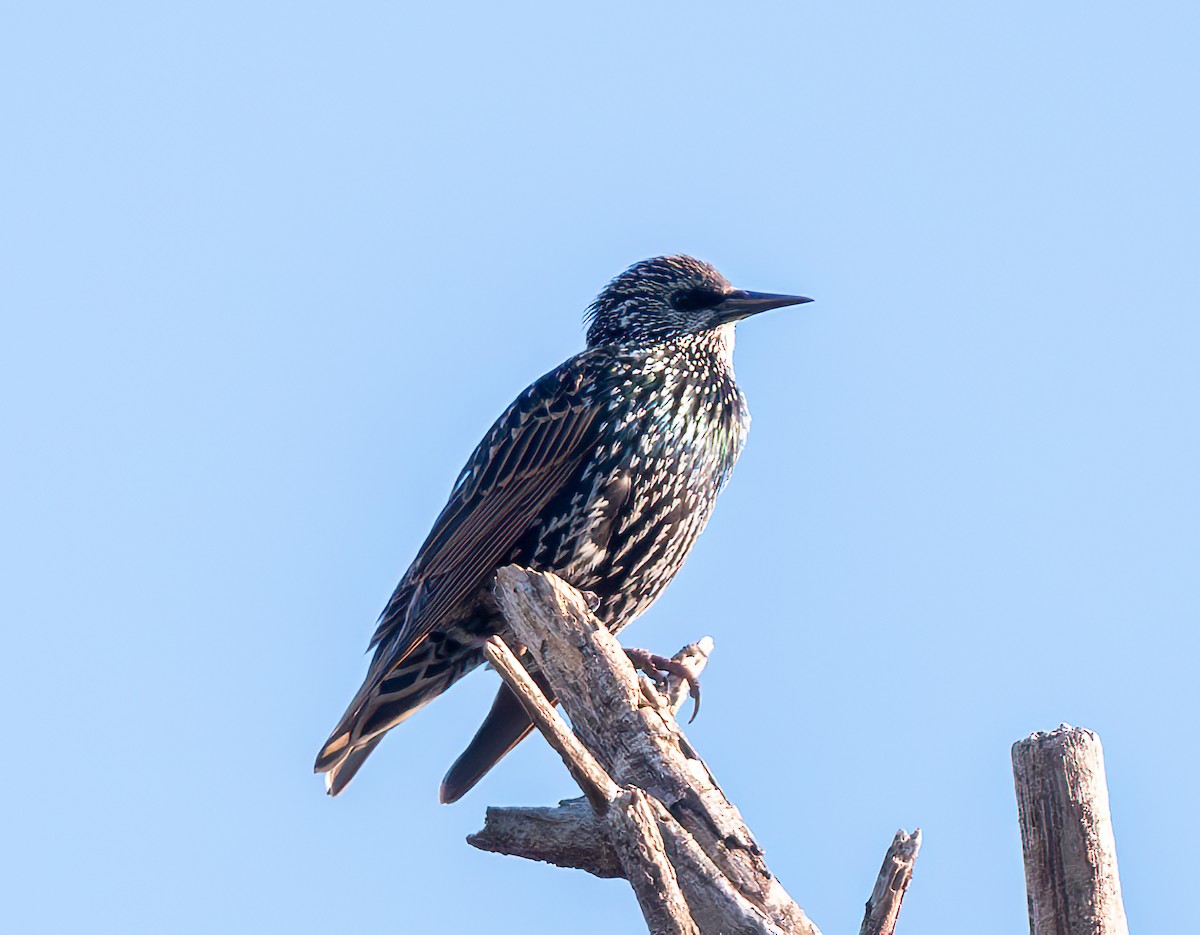 European Starling - ML627662688