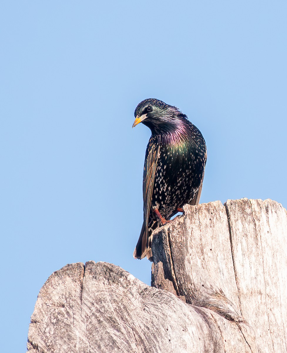 European Starling - ML627662691