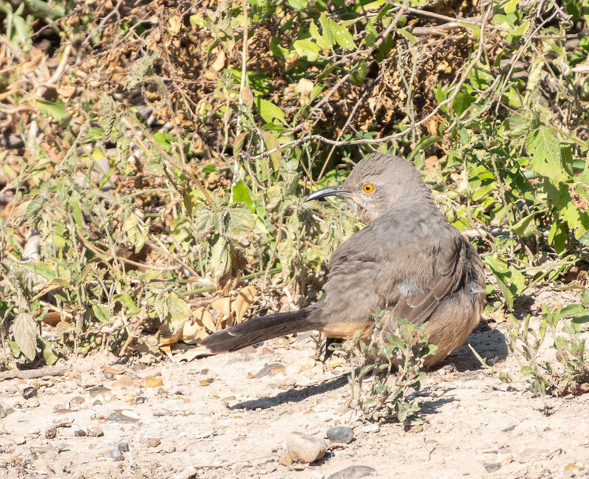 Curve-billed Thrasher - ML627662726