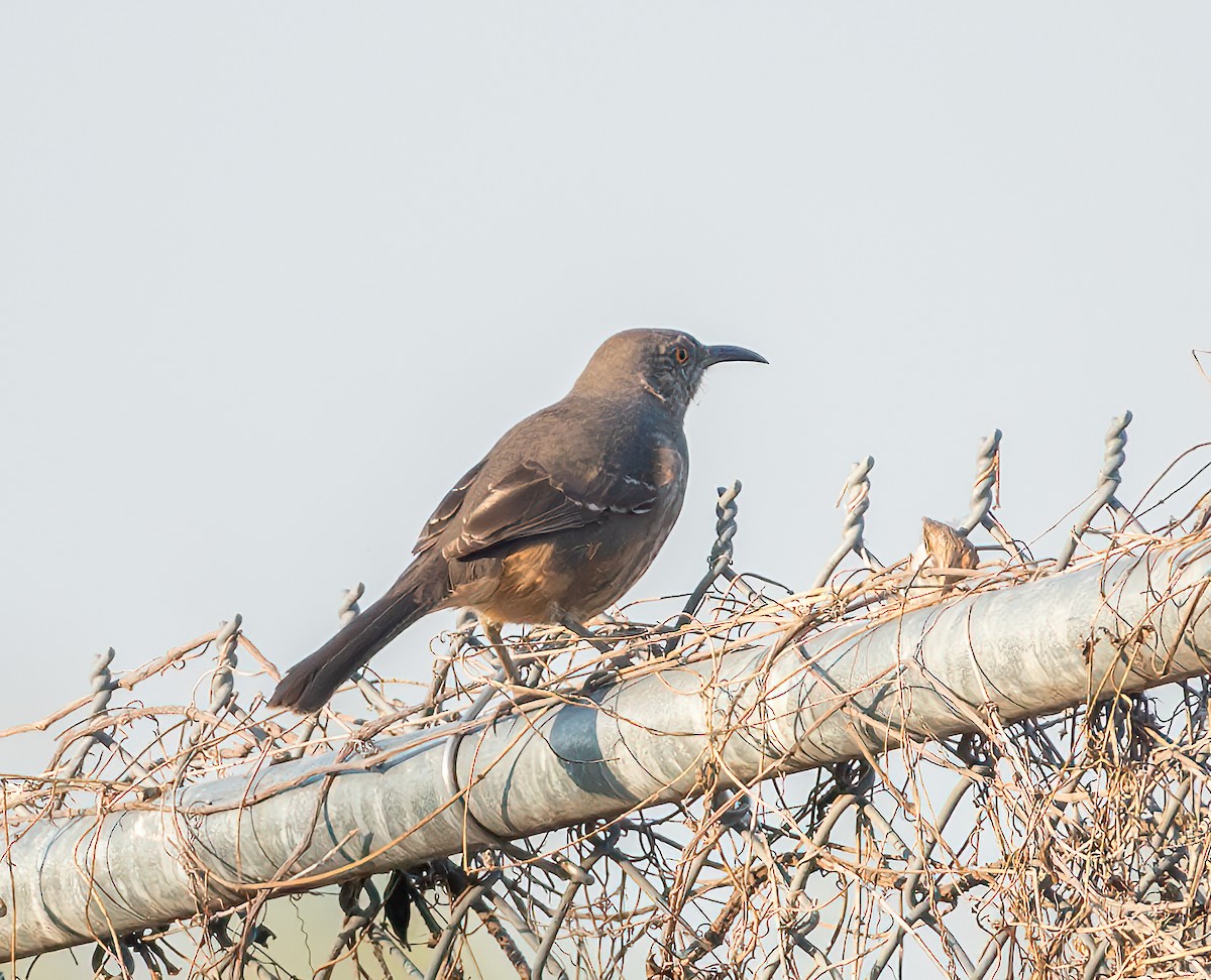 Curve-billed Thrasher - ML627662727